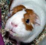 GP.jpg my guinea pig image by jillywill