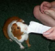 Henry - Guinea Pig Picture
