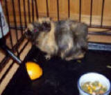 Cally - Abyssinian Guinea Pig Picture