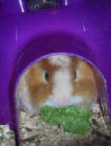 Paco - Guinea Pig