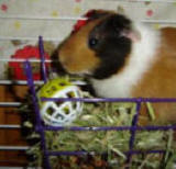 Gary - Guinea Pig