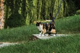 harness outdoor cat