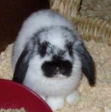 Oreo - Mini Lop Rabbit