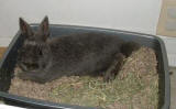 Keiser - Netherland Dwarf