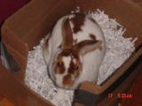 Mini Rex Rabbit - Jack