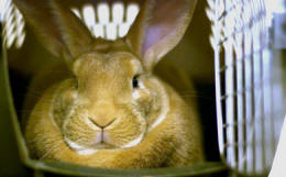 Pops! A Giant Flemish Rabbit
