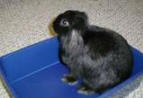 rabbit photo - Specky