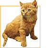 Pet Behavior Coach<br>